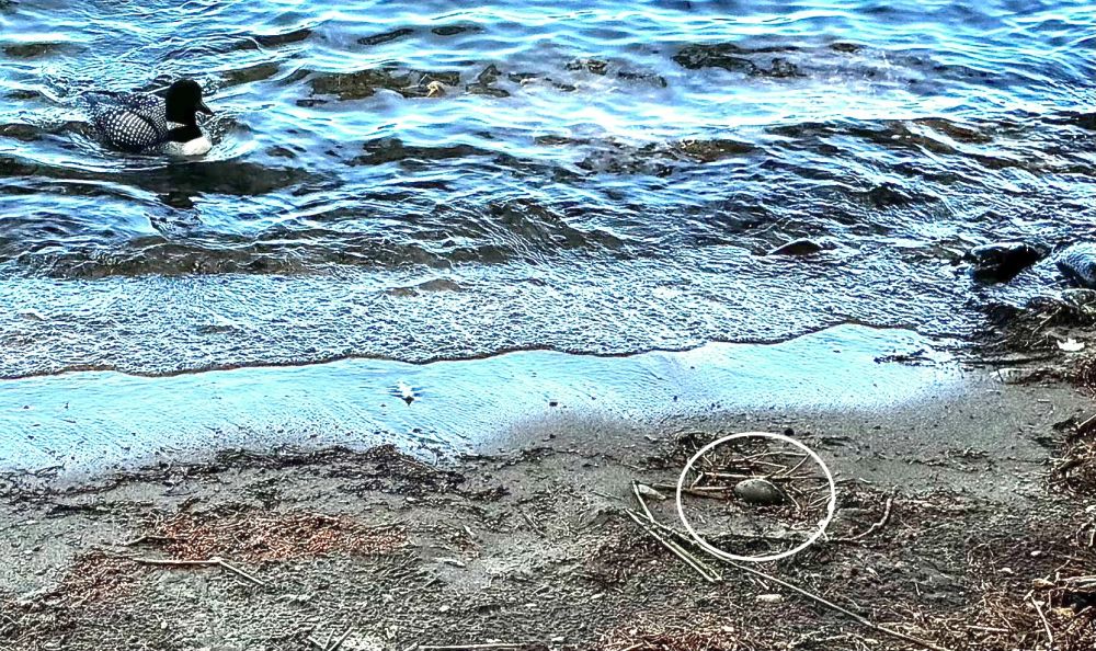 The flushed loon from her washed out nest and egg (circled).