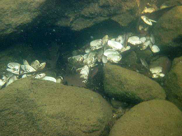 A pile of mussel shells, indicating the favorite dining spot for a mink.