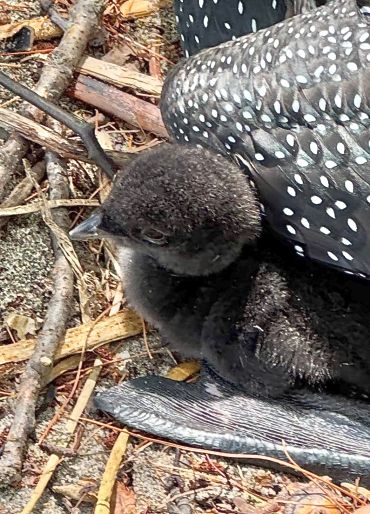 The newborn chick shelters under the parent’s protective wing.