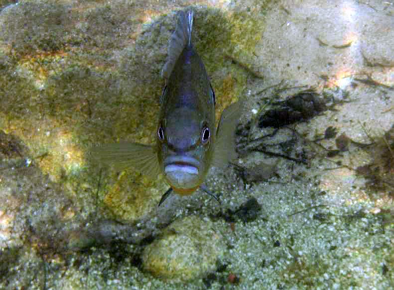 A red-breasted sunfish guards its nest.