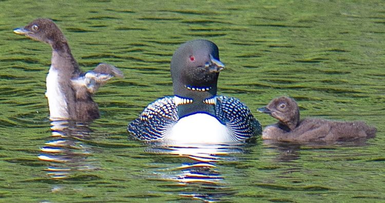 One adult loon and two chicks.
