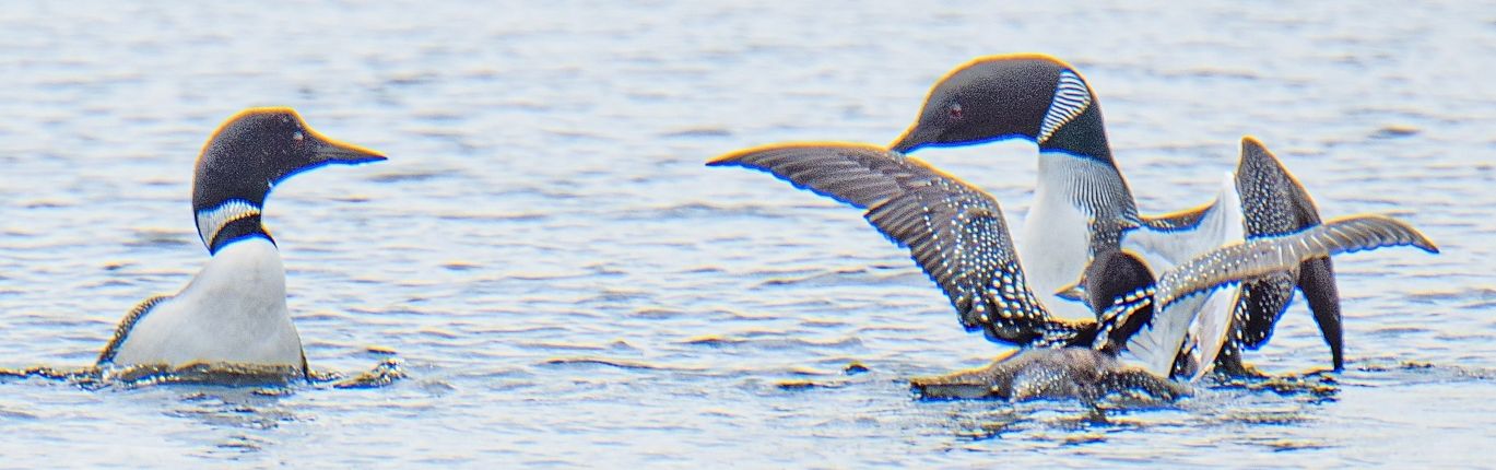 A “typical” altercation between a breeding/nesting pair and an intruder!