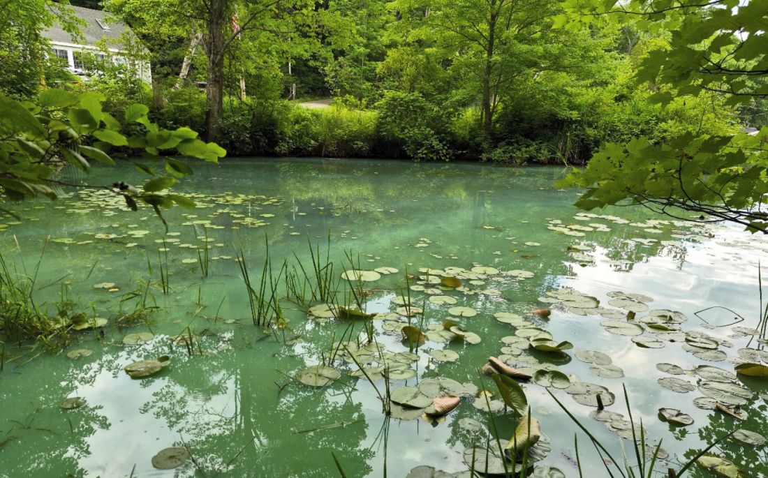 A scummy accumulation of cyanobacteria Gloeotrichia and Dolichospermum in a cove of Great Pond, July 9, 2026.