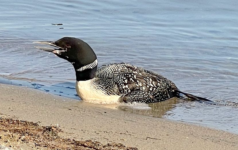 A “beached” loon is almost always a victim of lead poisoning or acute trauma.